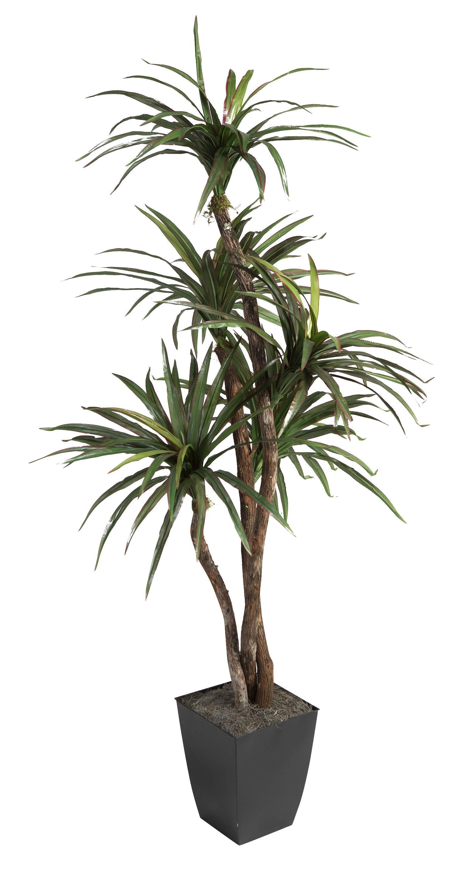Dracaena 'kristi' Bush - View 11 from www redcrocus com