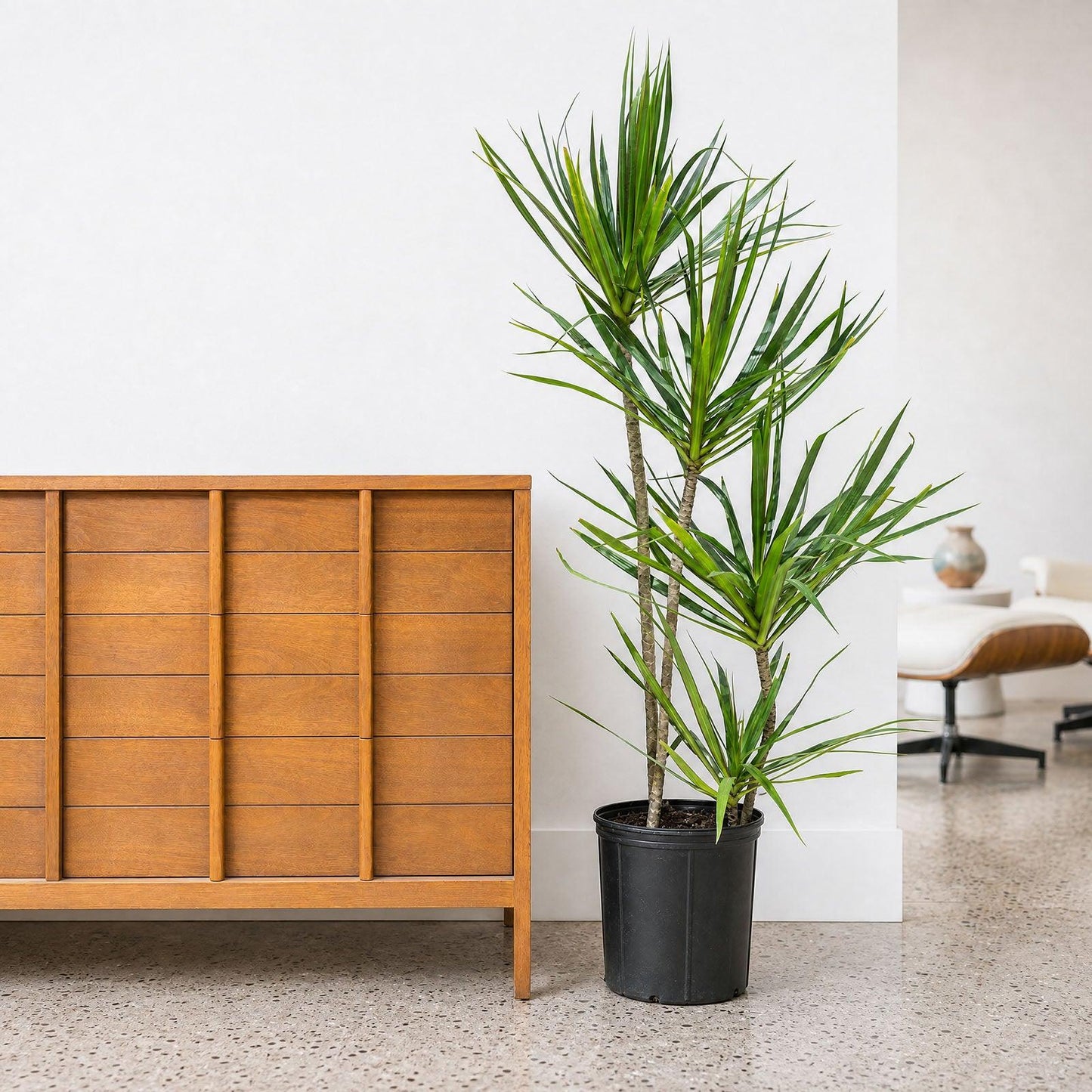 Dracaena 'kristi' Bush - View 12 from www redcrocus com