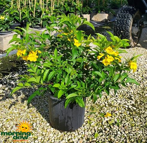 Dracaena 'kristi' Bush - View 13 from www redcrocus com