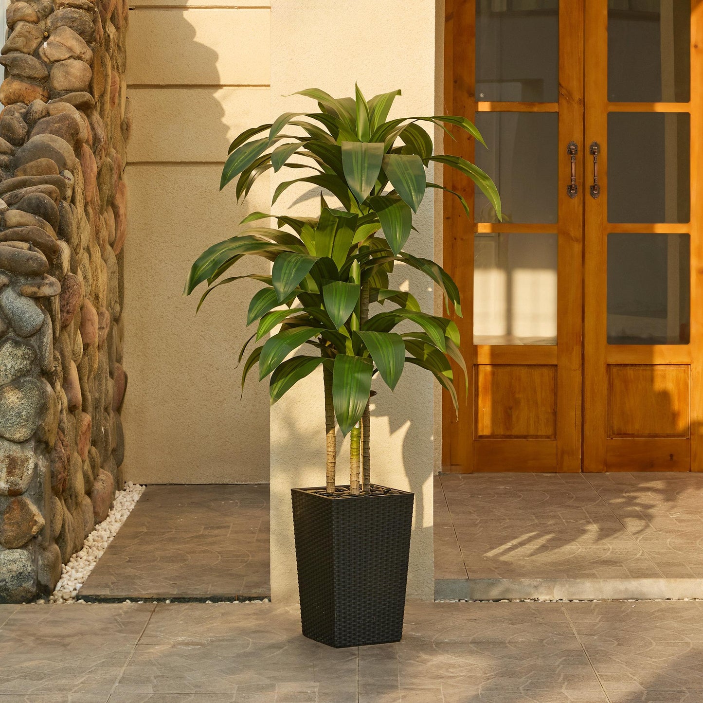 Dracaena 'kristi' Bush - View 17 from www redcrocus com
