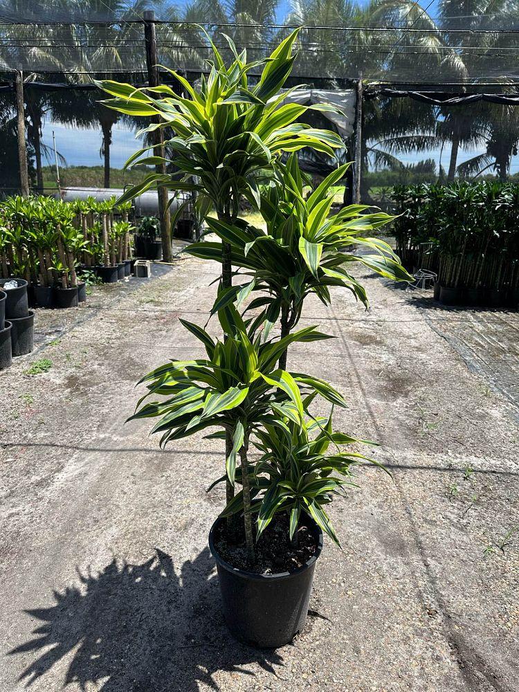 Dracaena 'kristi' Bush - View 18 from www redcrocus com