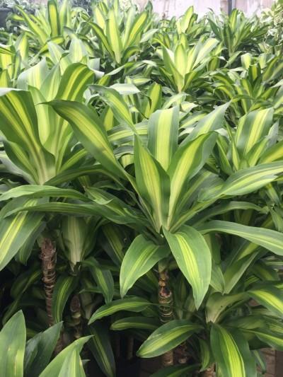 Dracaena 'kristi' Bush - View 1 from www redcrocus com