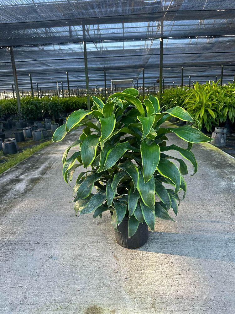 Dracaena 'kristi' Bush - View 20 from www redcrocus com