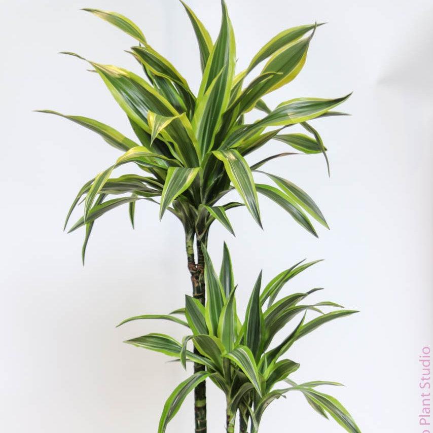 Dracaena 'kristi' Bush - View 21 from www redcrocus com