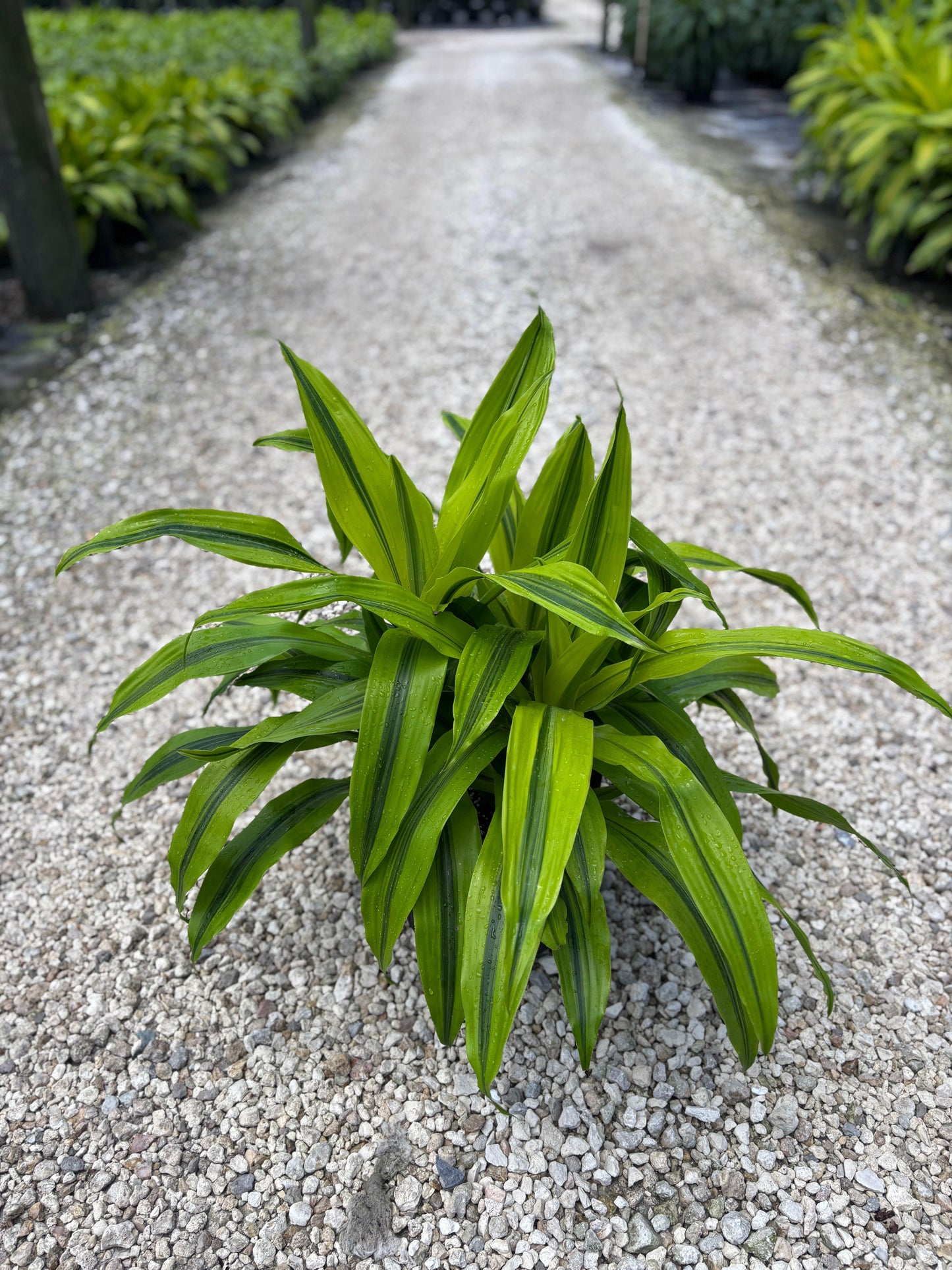 Dracaena 'kristi' Bush - View 22 from www redcrocus com