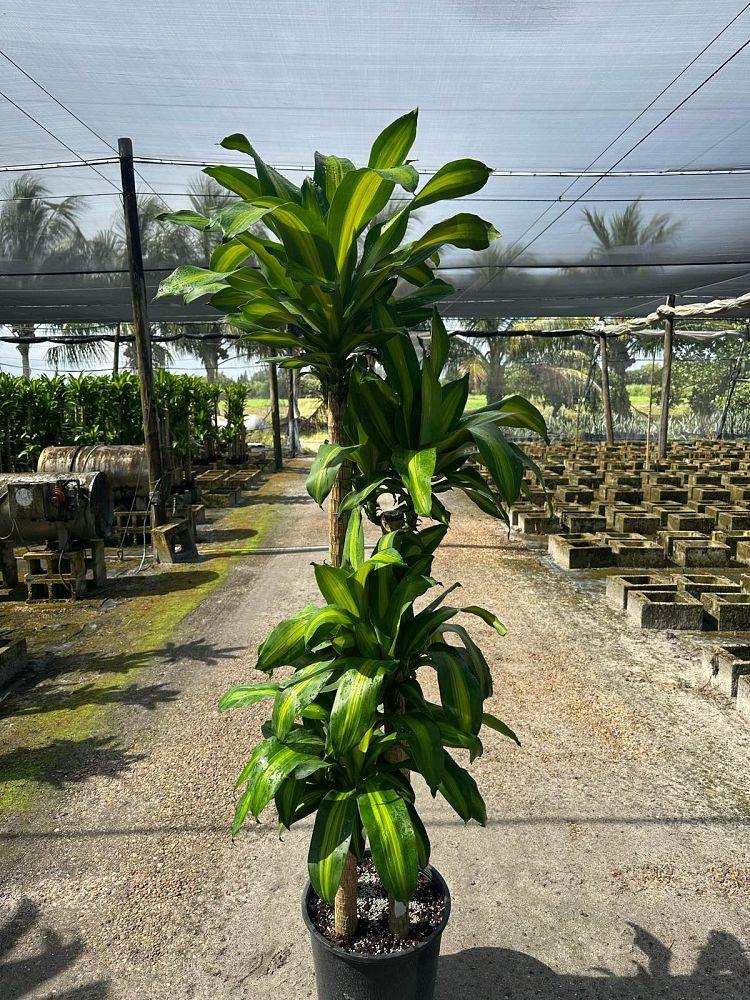 Dracaena 'kristi' Bush - View 25 from www redcrocus com