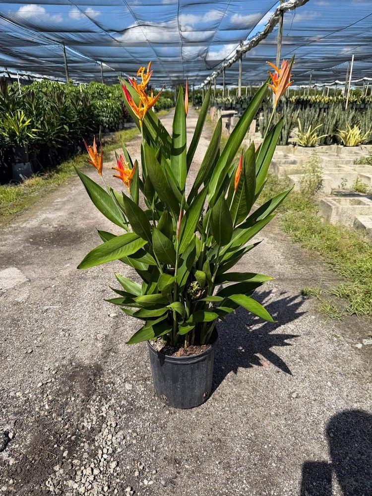 Dracaena 'kristi' Bush - View 27 from www redcrocus com