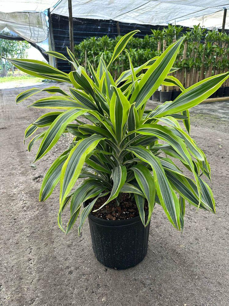 Dracaena 'kristi' Bush - View 28 from www redcrocus com