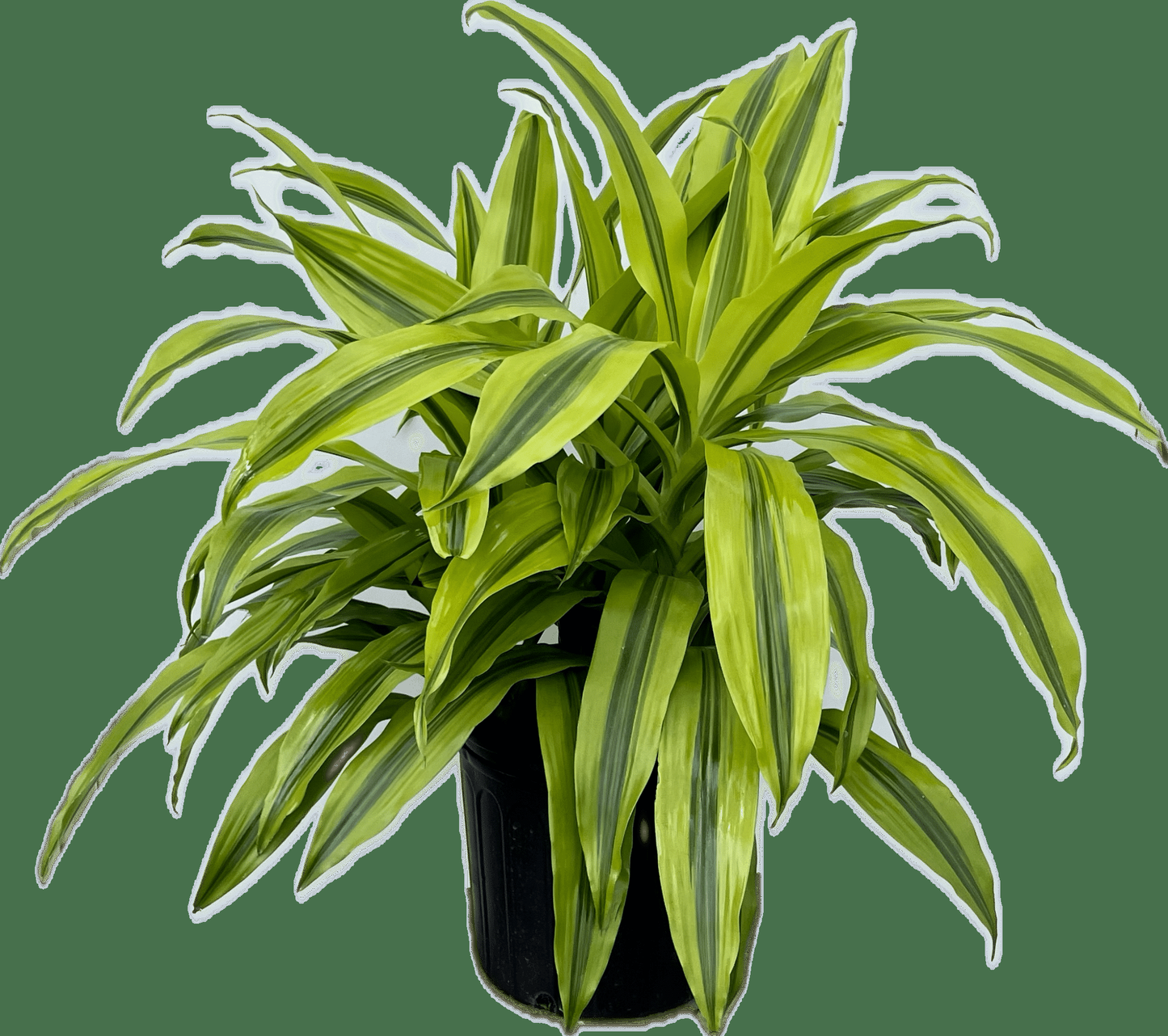 Dracaena 'kristi' Bush - View 30 from www redcrocus com