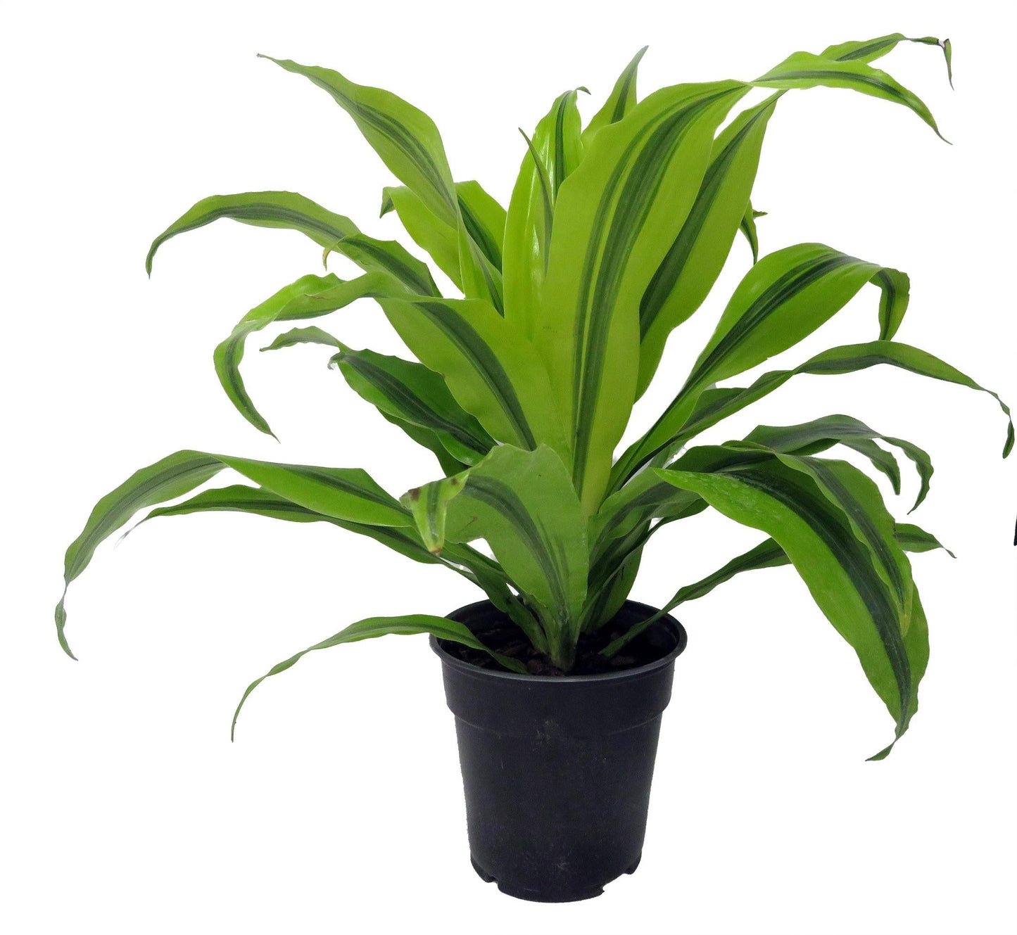 Dracaena 'kristi' Bush - View 32 from www redcrocus com