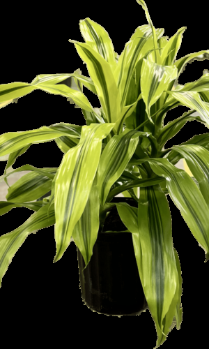 Dracaena 'kristi' Bush - View 33 from www redcrocus com