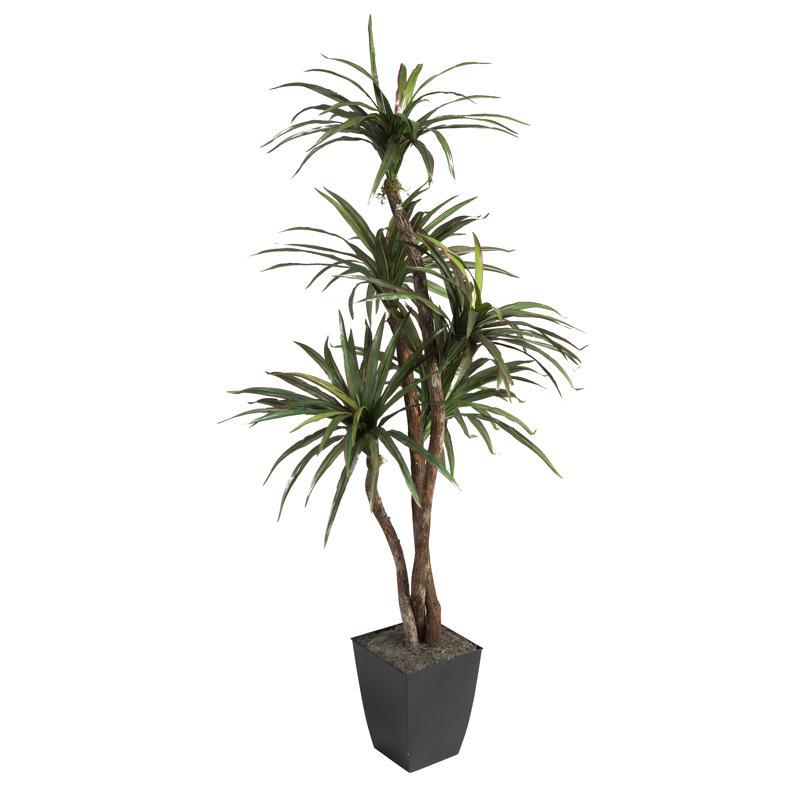 Dracaena 'kristi' Bush - View 34 from www redcrocus com