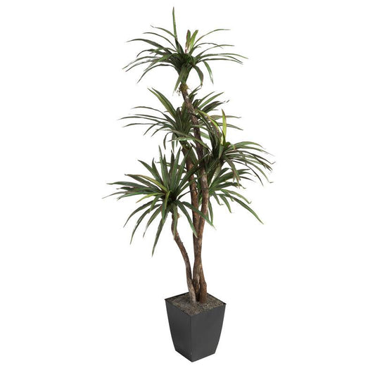 Dracaena 'kristi' Bush - View 34 from www redcrocus com