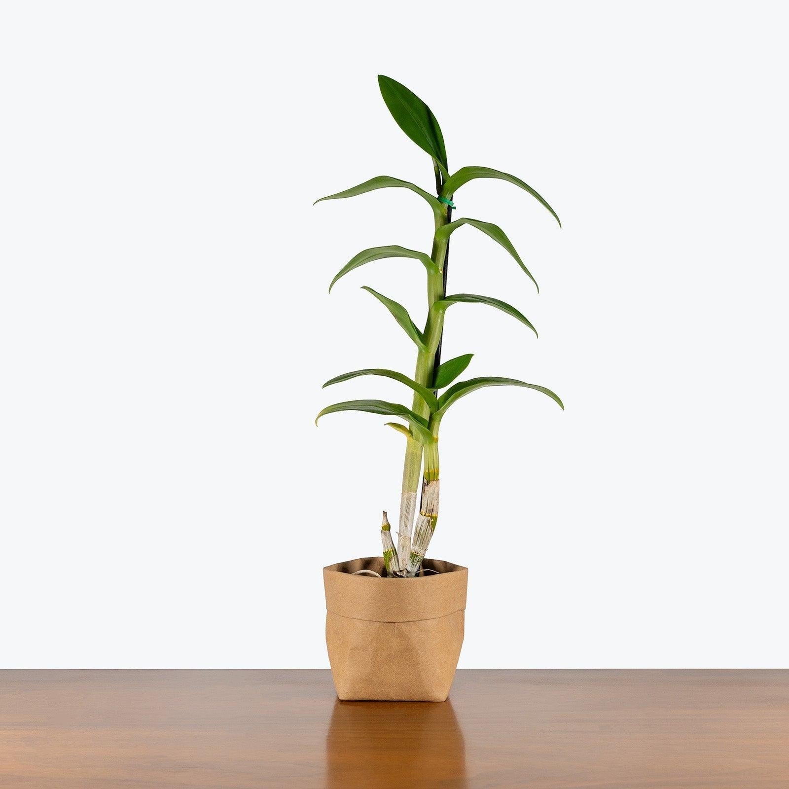 Dracaena 'kristi' Bush - View 35 from www redcrocus com