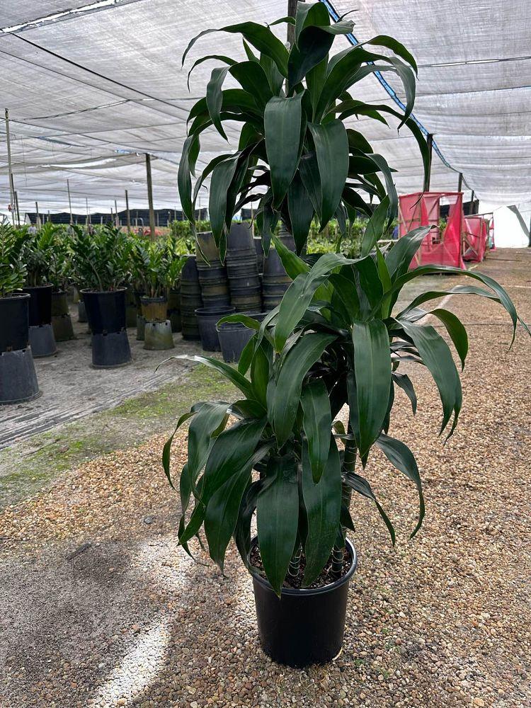 Dracaena 'kristi' Bush - View 36 from www redcrocus com