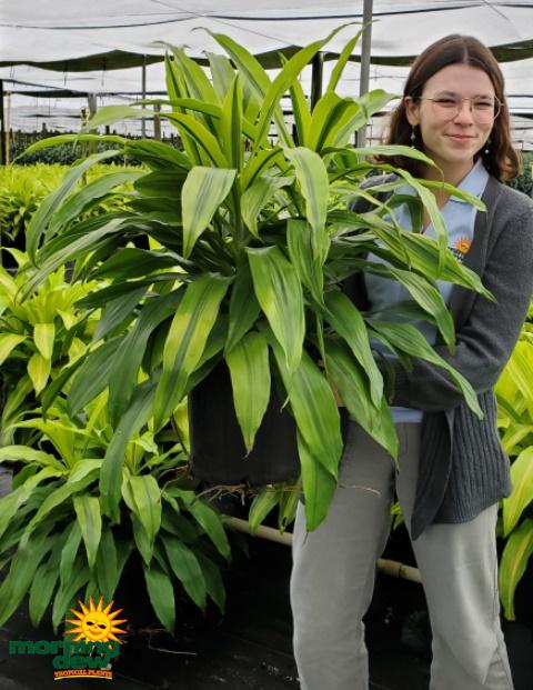 Dracaena 'kristi' Bush - View 3 from www redcrocus com