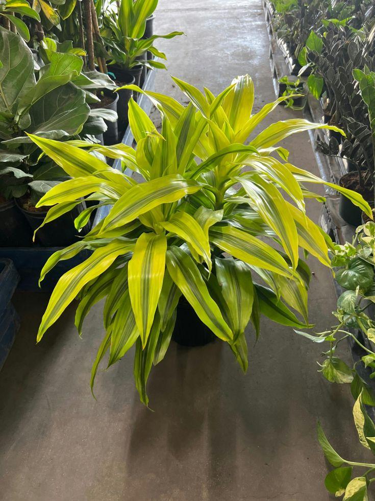 Dracaena 'kristi' Bush - View 5 from www redcrocus com