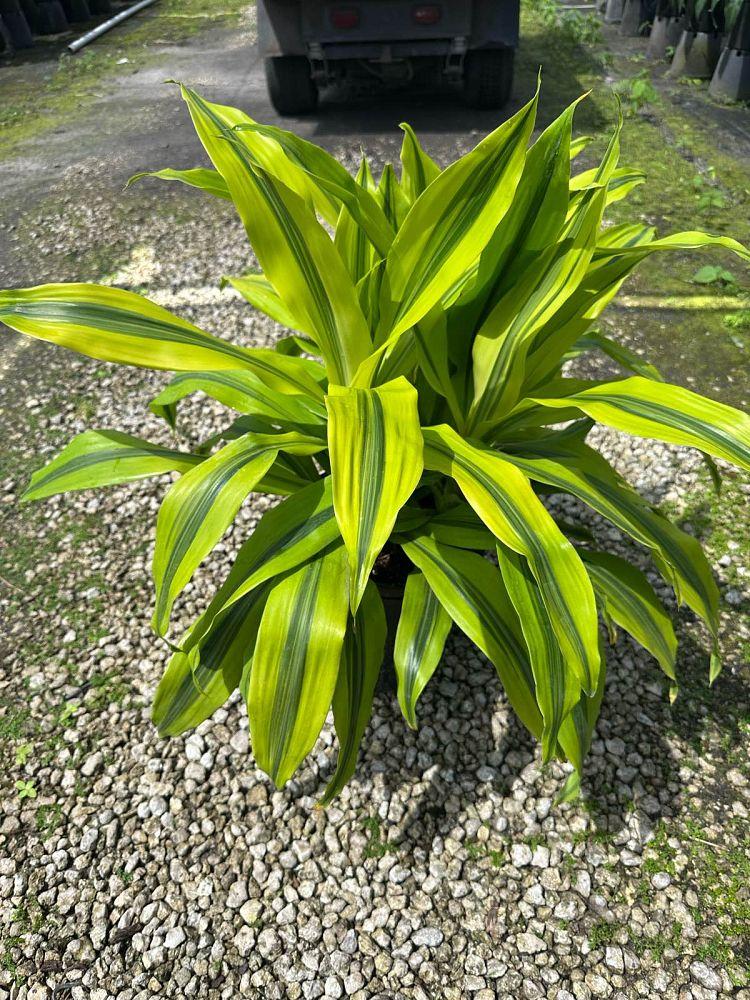 Dracaena 'kristi' Bush - View 6 from www redcrocus com