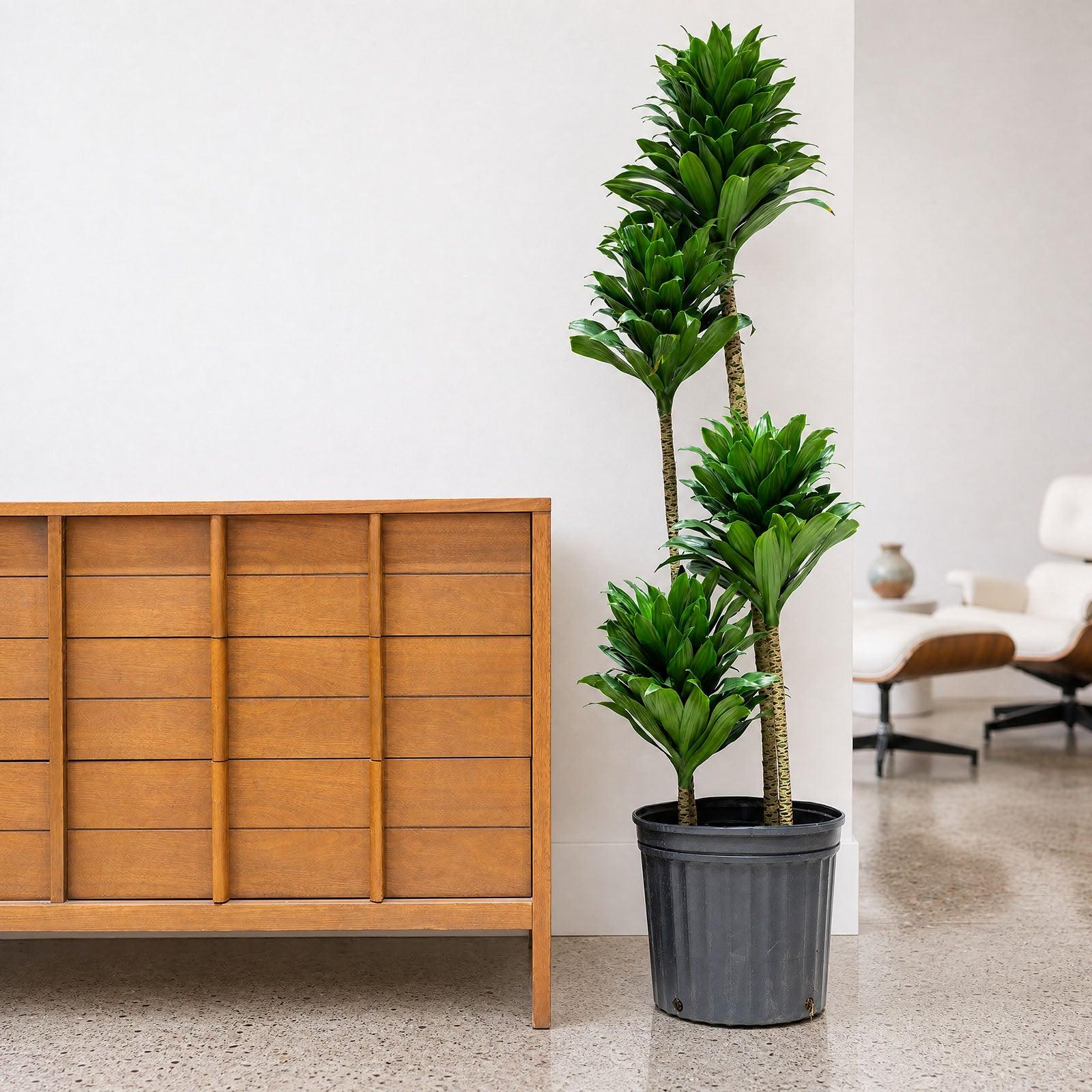 Dracaena 'kristi' Bush - View 7 from www redcrocus com