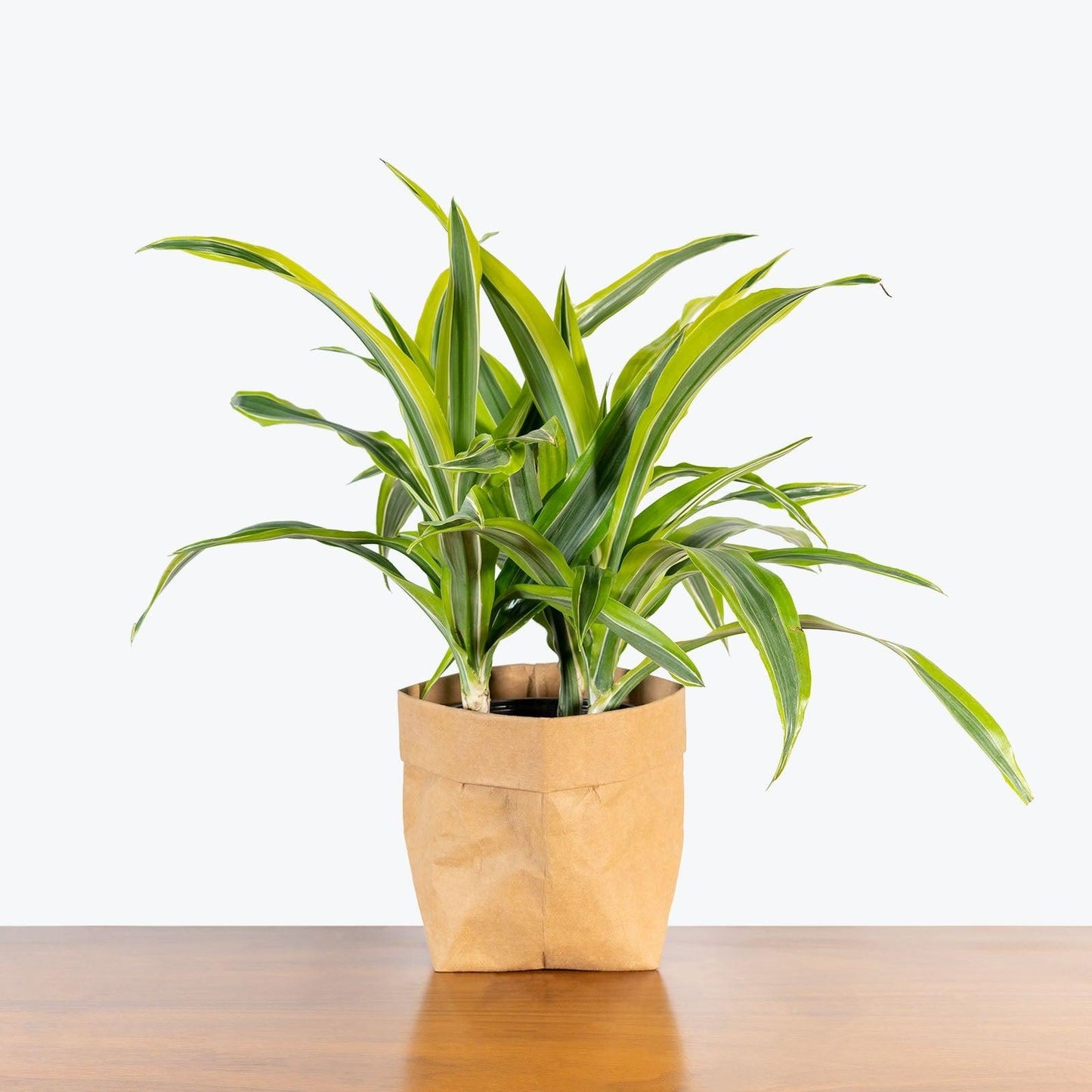 Dracaena 'kristi' Bush - View 8 from www redcrocus com