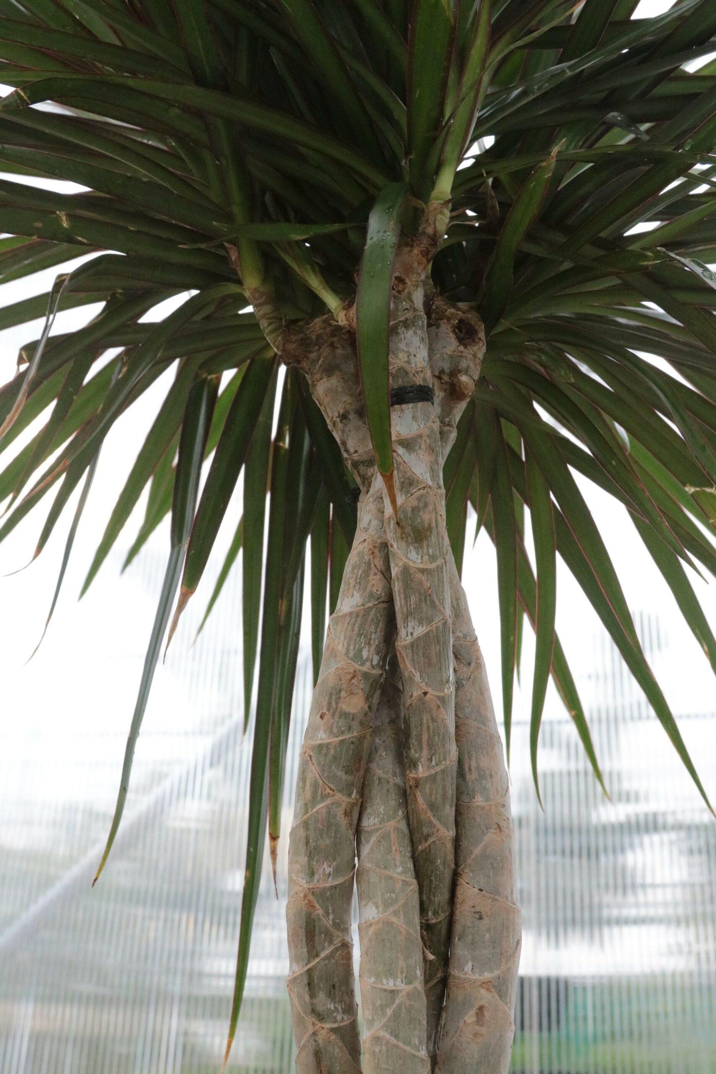 Dracaena Marginata, Braid - View 13 from www redcrocus com