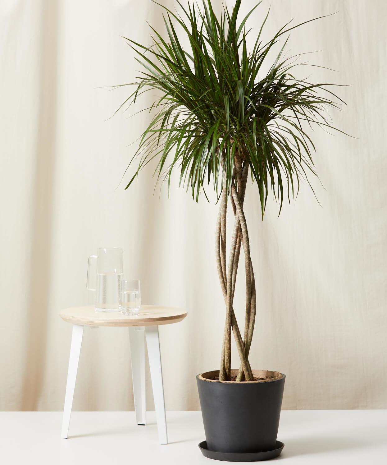 Dracaena Marginata, Braid - View 14 from www redcrocus com