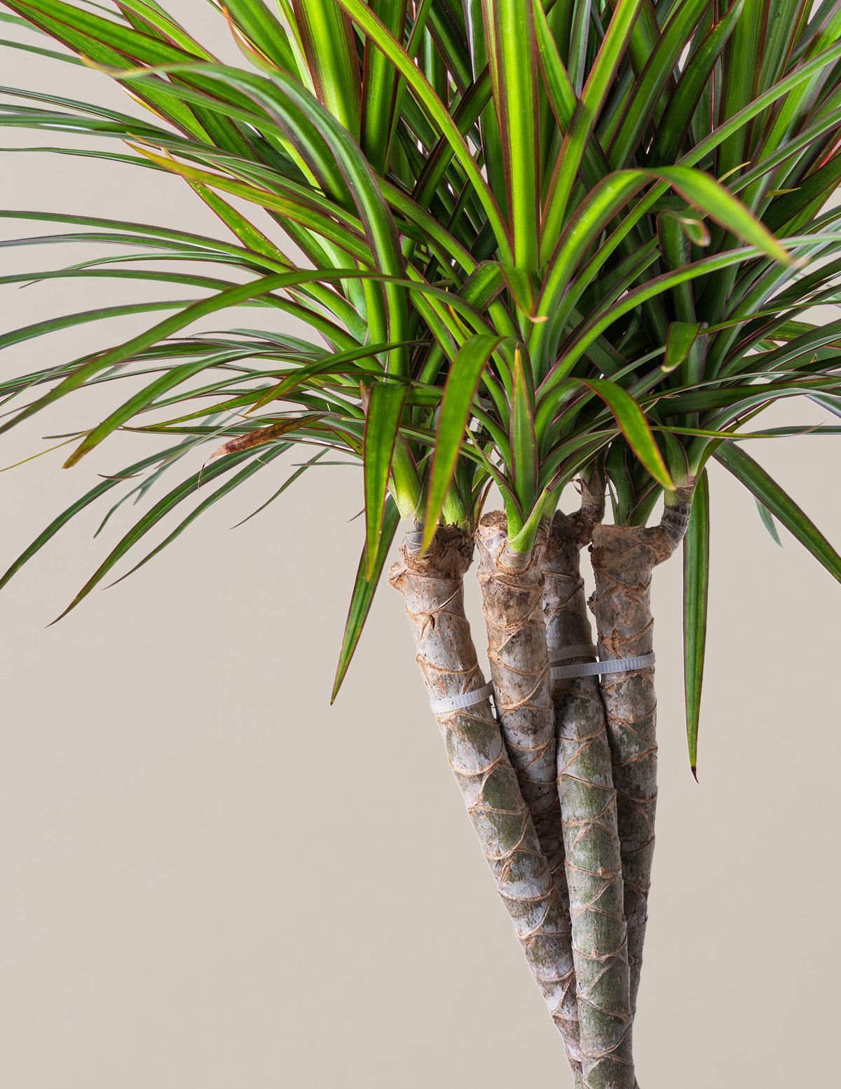 Dracaena Marginata, Braid - View 15 from www redcrocus com