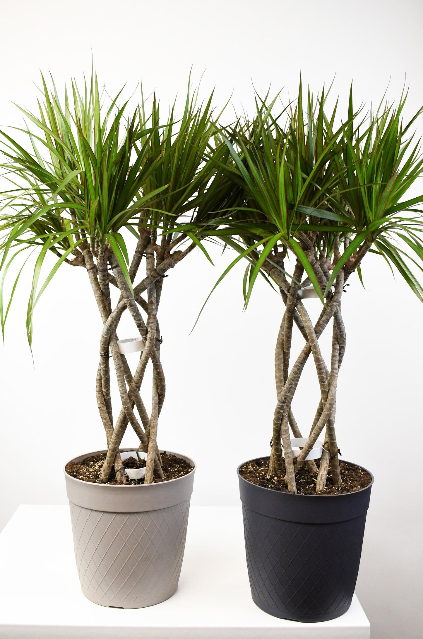 Dracaena Marginata, Braid - View 16 from www redcrocus com