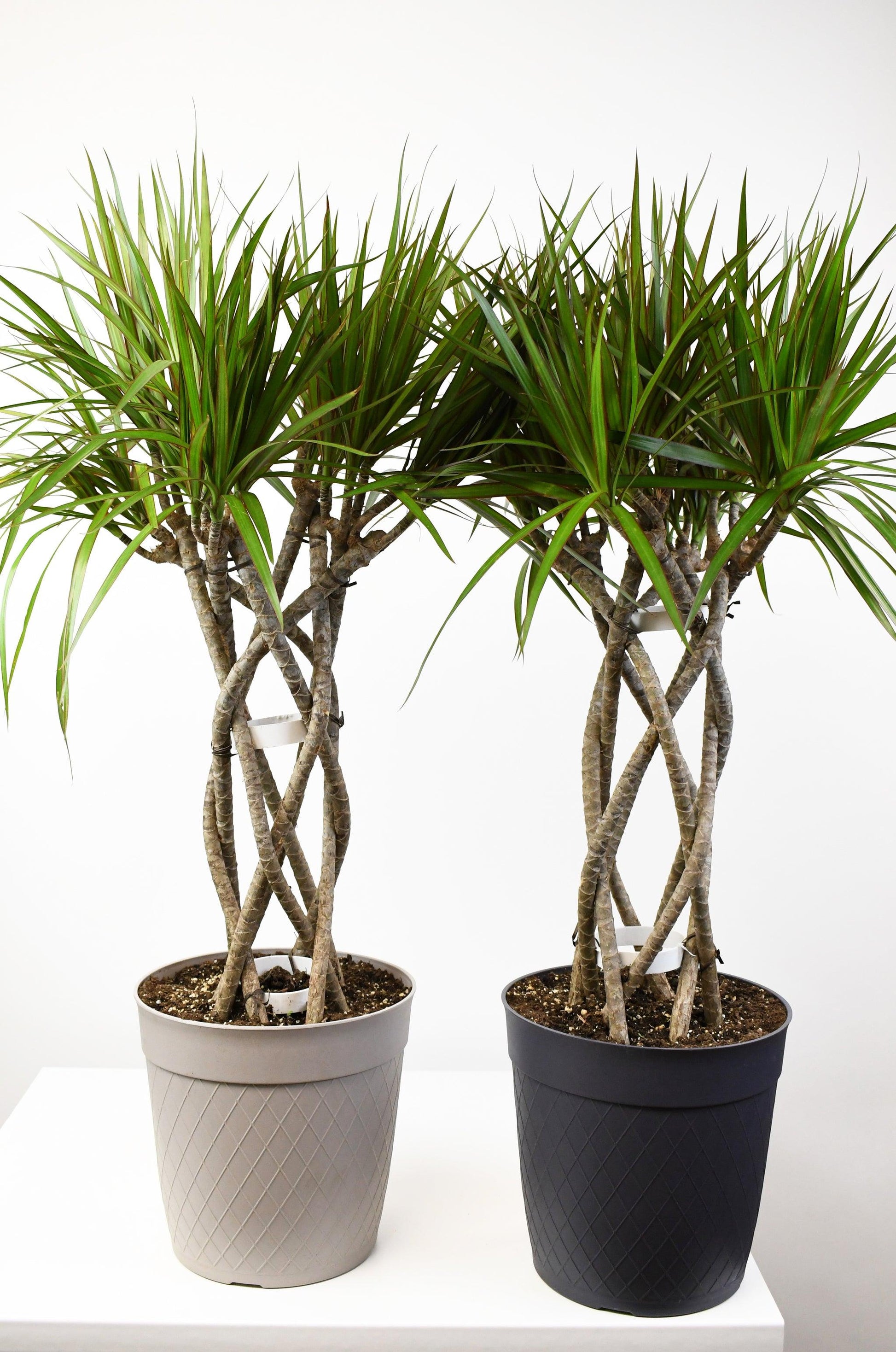 Dracaena Marginata, Braid - View 16 from www redcrocus com