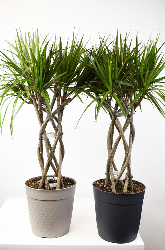 Dracaena Marginata, Braid - View 16 from www redcrocus com