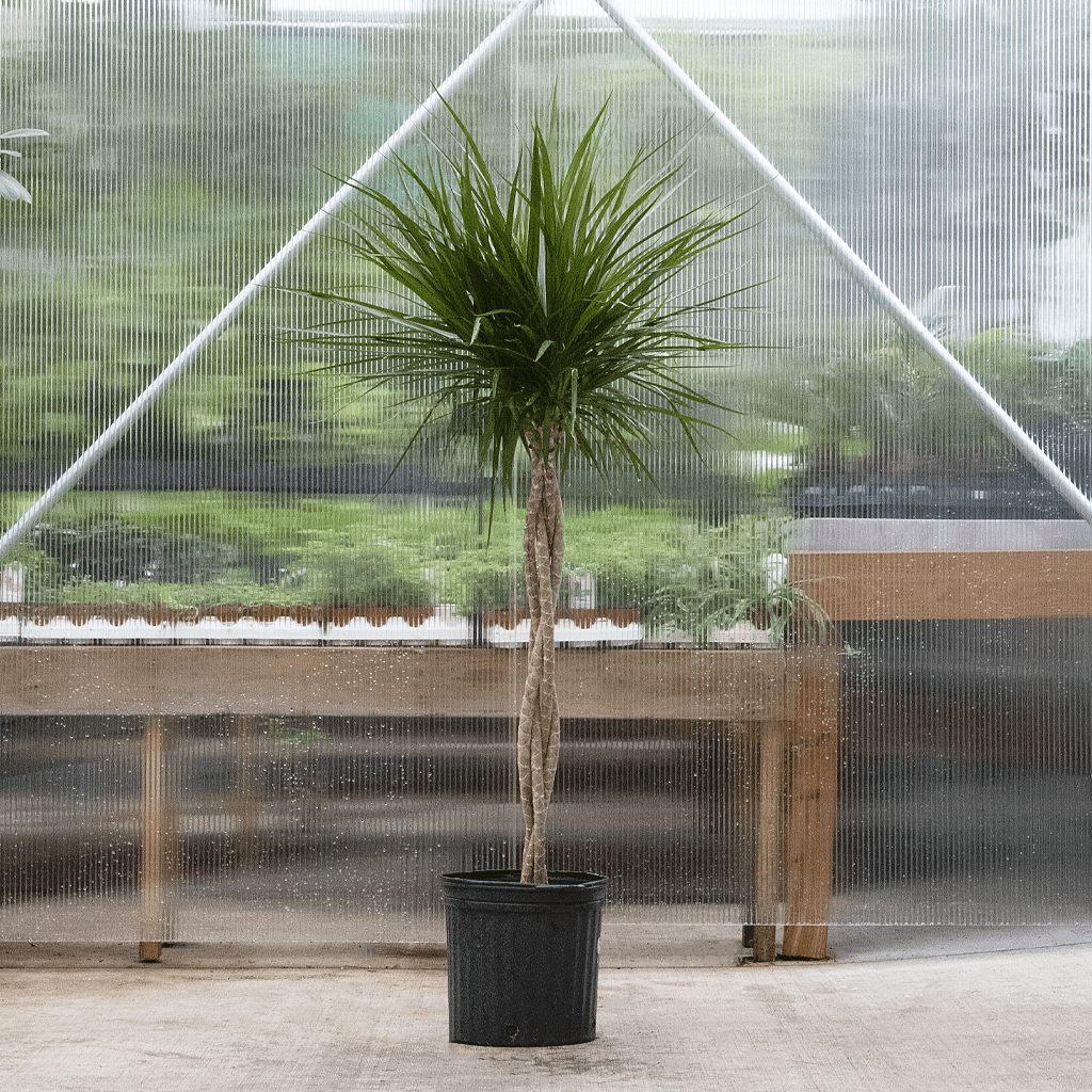 Dracaena Marginata, Braid - View 17 from www redcrocus com