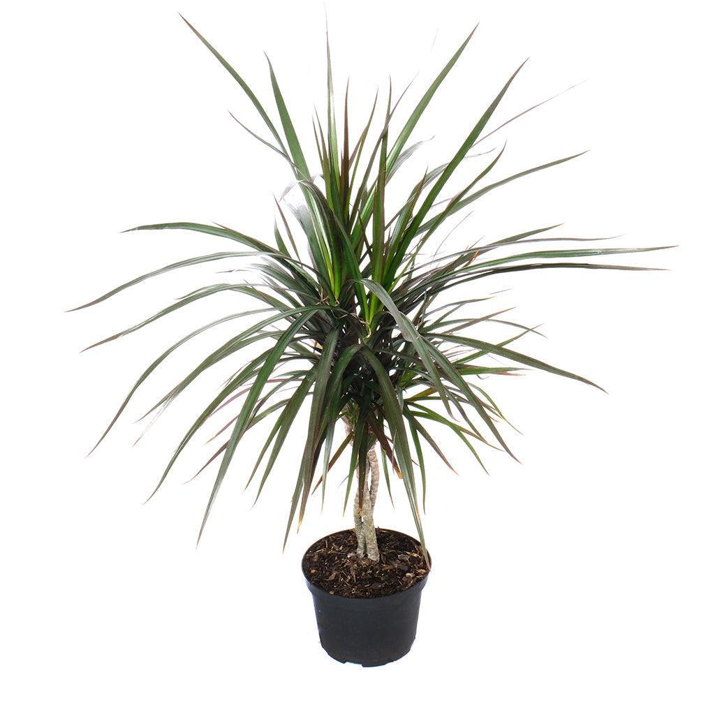 Dracaena Marginata, Braid - View 21 from www redcrocus com