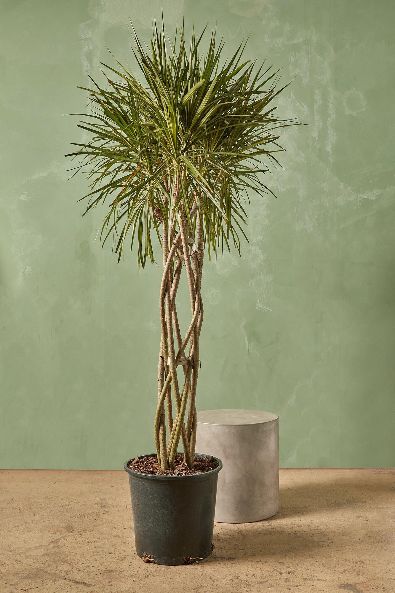 Dracaena Marginata, Braid - View 23 from www redcrocus com