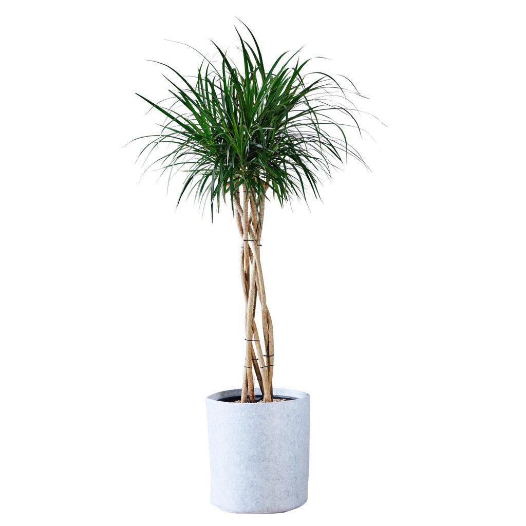 Dracaena Marginata, Braid - View 24 from www redcrocus com