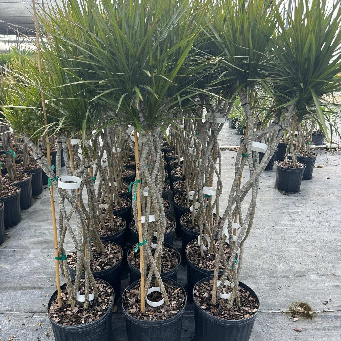 Dracaena Marginata, Braid - View 26 from www redcrocus com