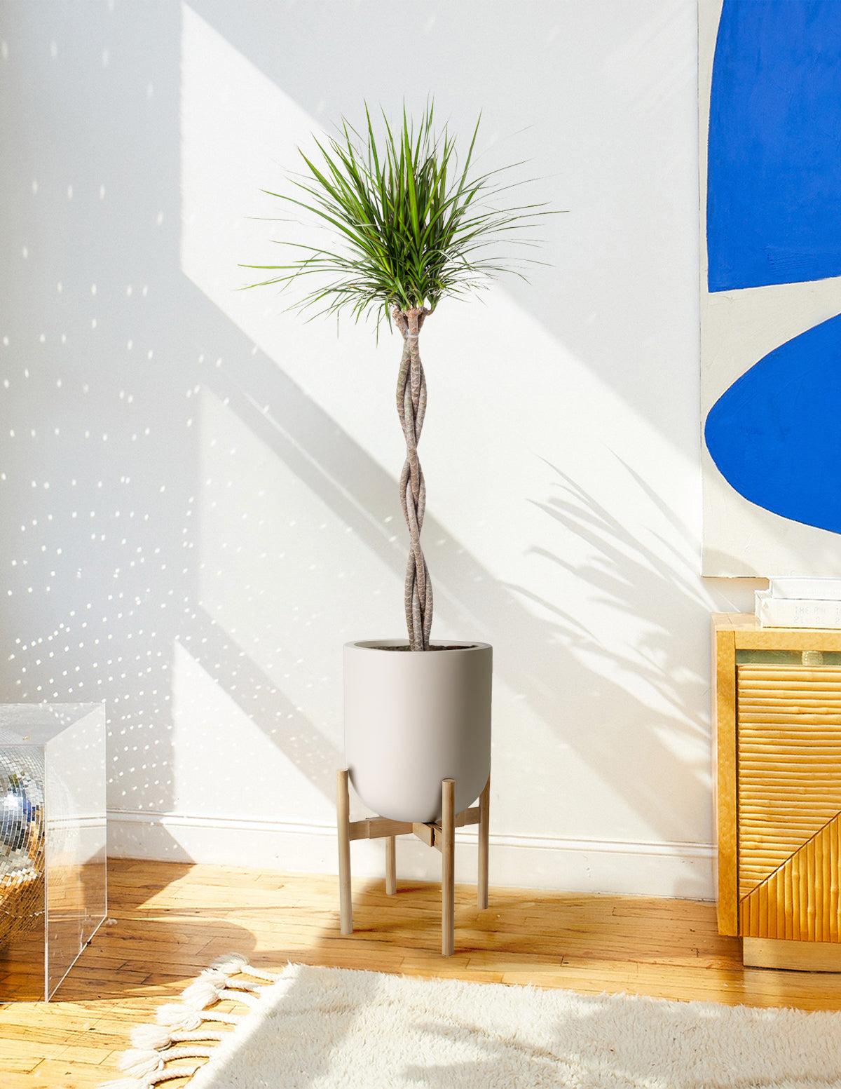 Dracaena Marginata, Braid - View 27 from www redcrocus com