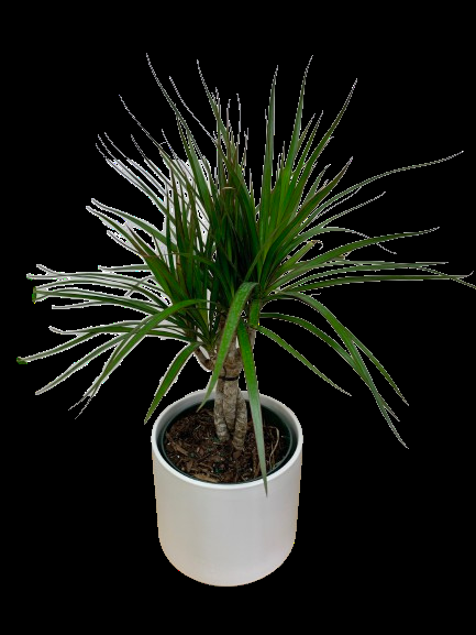 Dracaena Marginata, Braid - View 29 from www redcrocus com