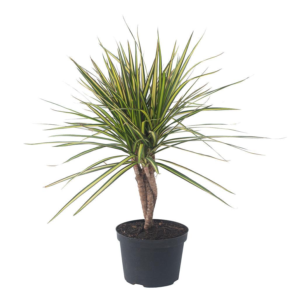 Dracaena Marginata, Braid - View 32 from www redcrocus com