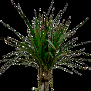 Dracaena Marginata, Braid - View 34 from www redcrocus com