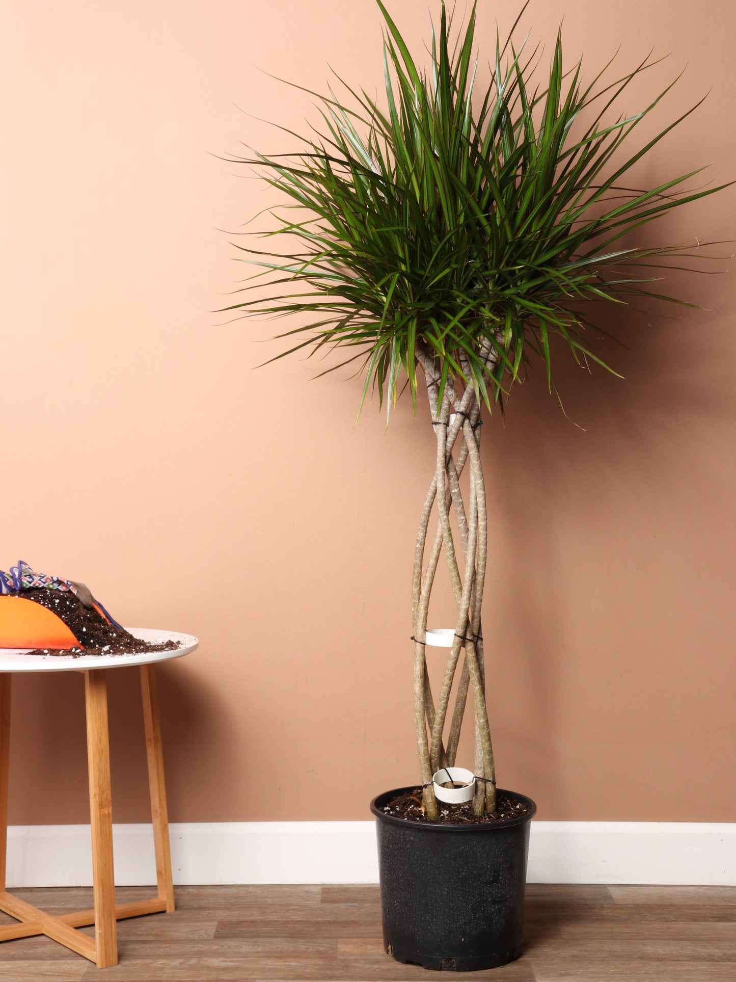 Dracaena Marginata, Braid - View 35 from www redcrocus com