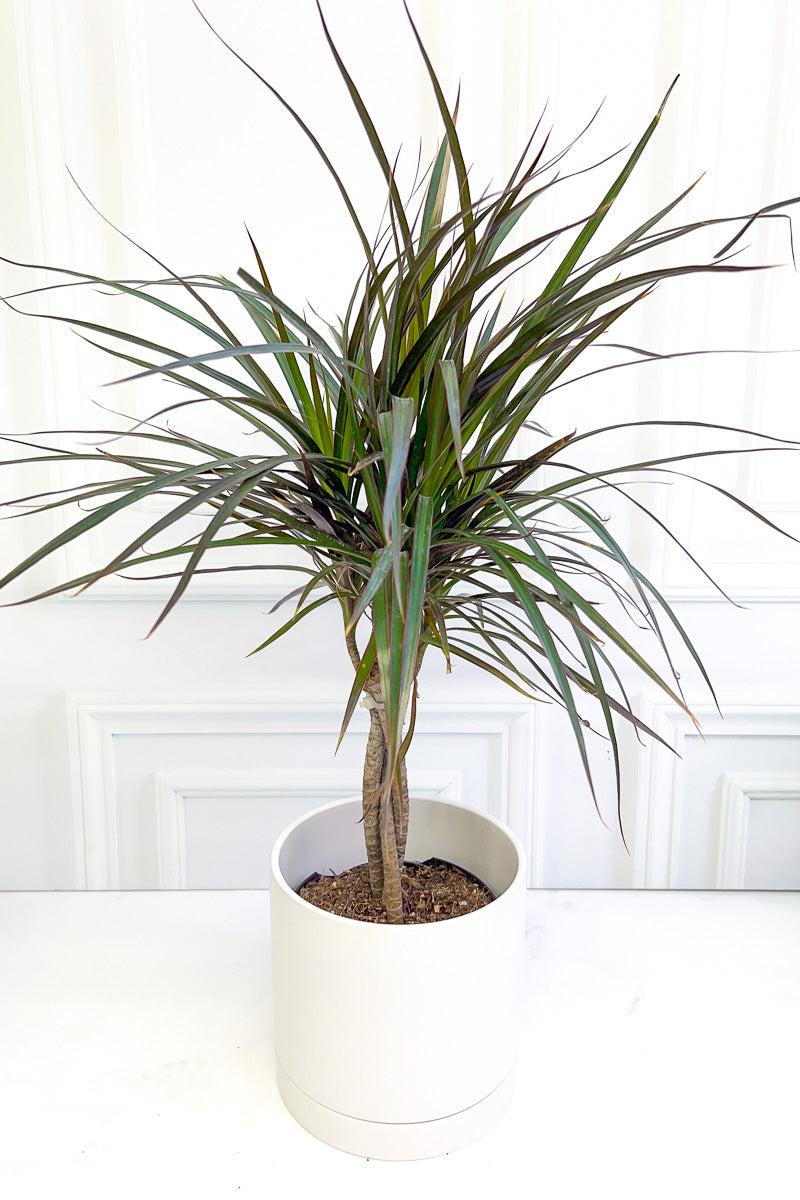 Dracaena Marginata, Braid - View 39 from www redcrocus com