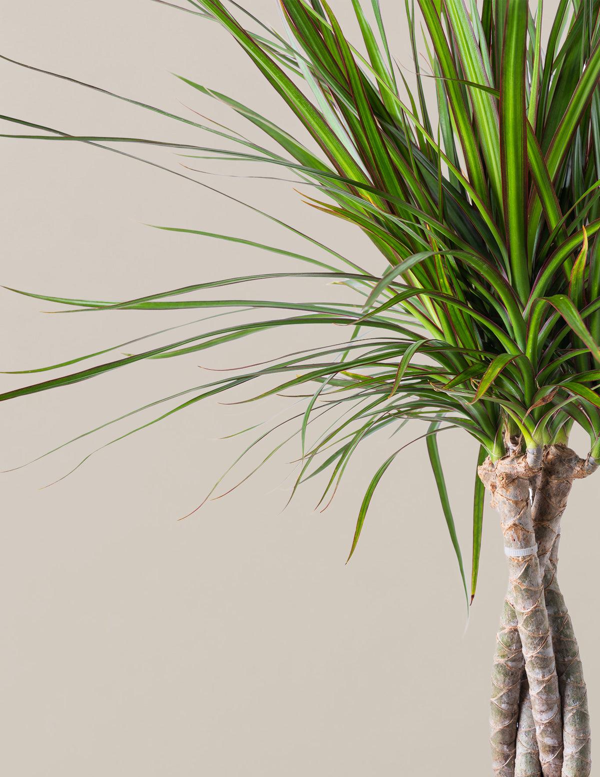 Dracaena Marginata, Braid - View 40 from www redcrocus com