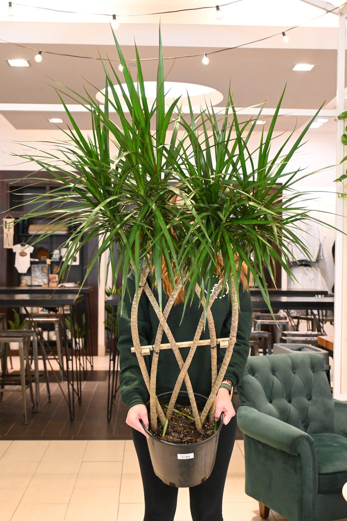 Dracaena Marginata, Braid - View 4 from www redcrocus com