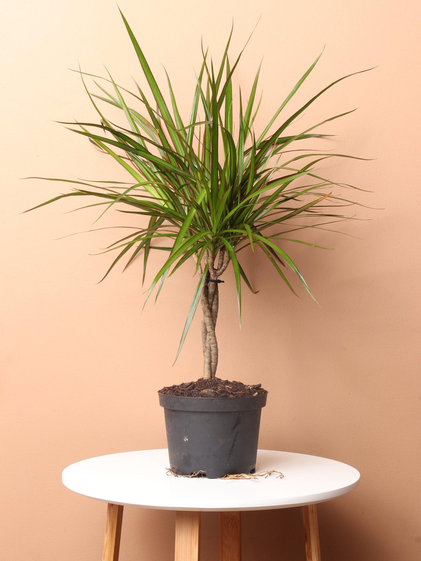 Dracaena Marginata, Braid - View 5 from www redcrocus com
