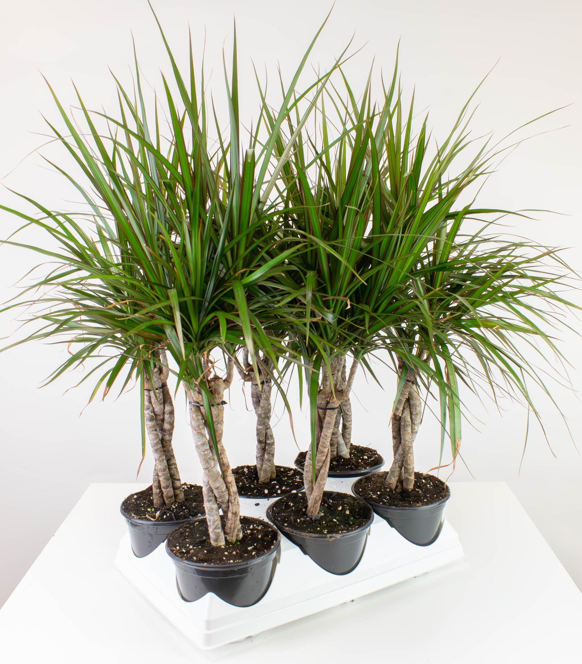 Dracaena Marginata, Braid - View 8 from www redcrocus com