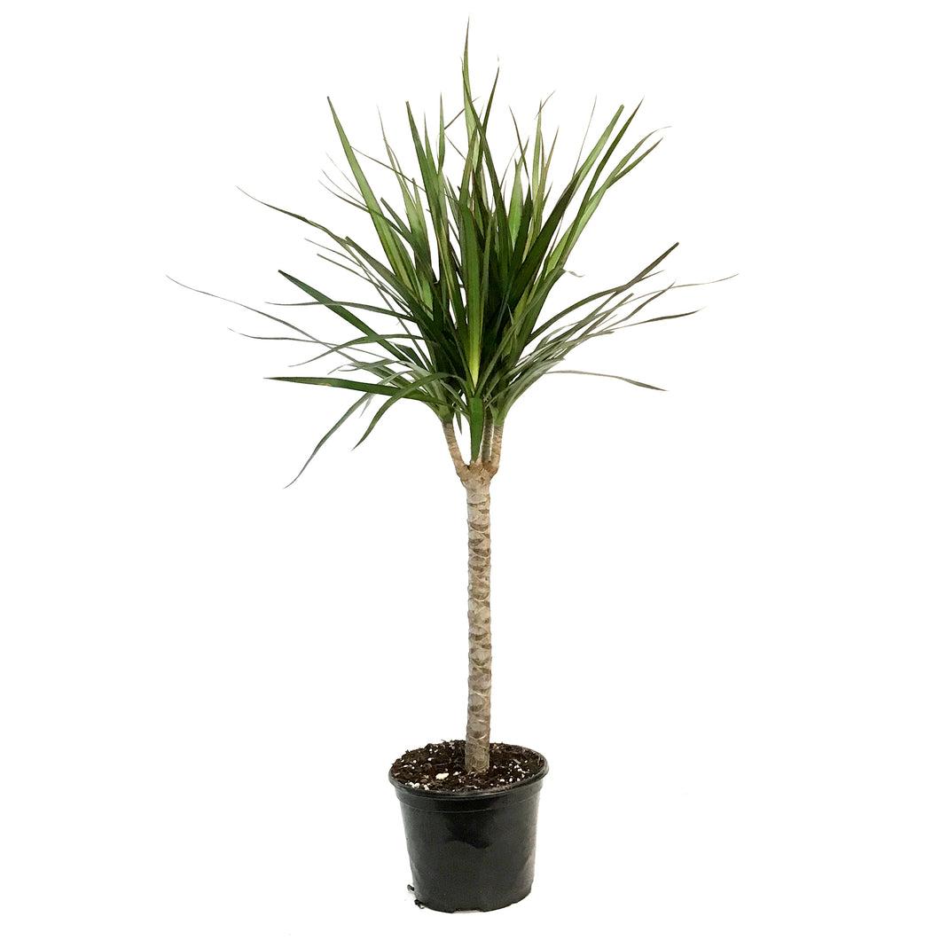 Dracaena Marginata, Branched Character - View 11 from www redcrocus com