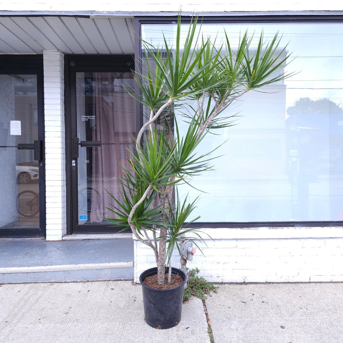 Dracaena Marginata, Branched Character - View 15 from www redcrocus com