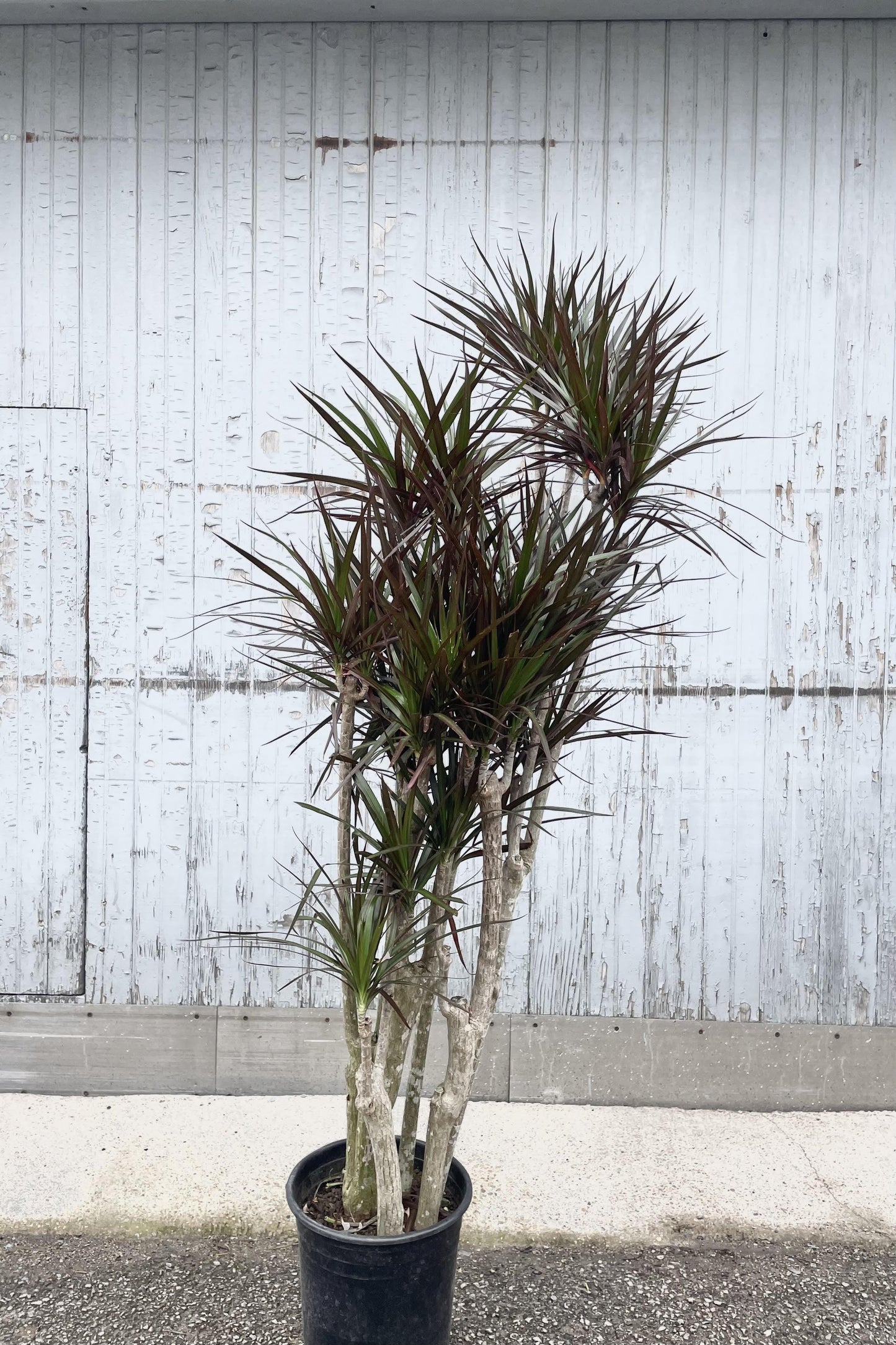 Dracaena Marginata, Branched Character - View 19 from www redcrocus com