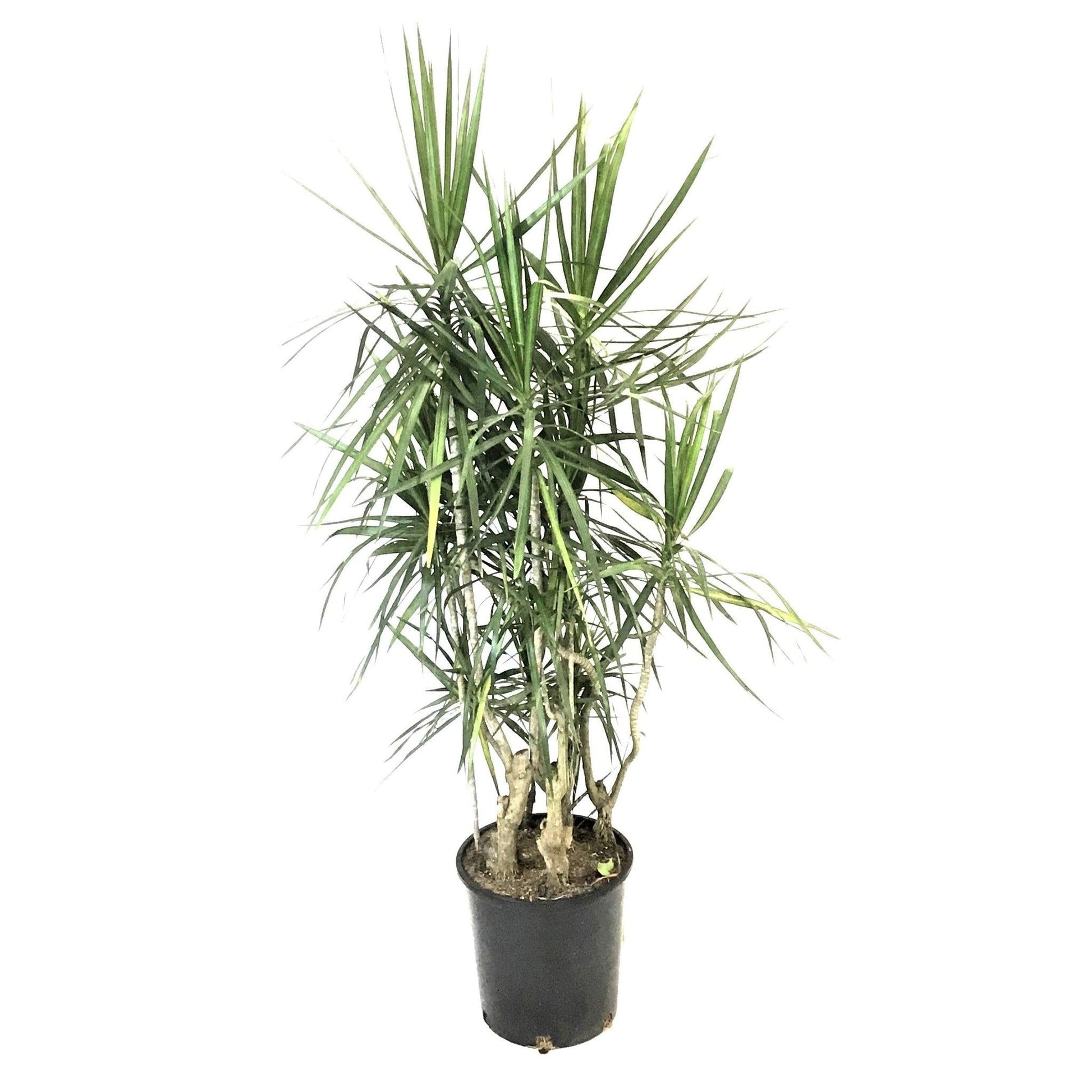 Dracaena Marginata, Branched Character - View 22 from www redcrocus com