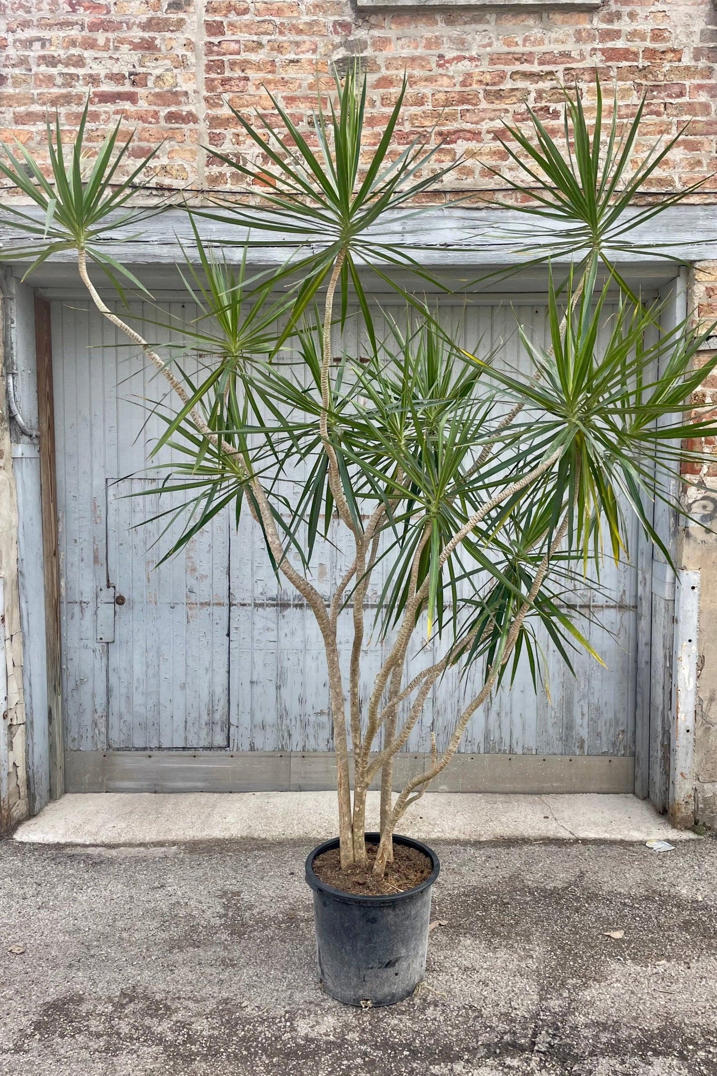 Dracaena Marginata, Branched Character - View 23 from www redcrocus com